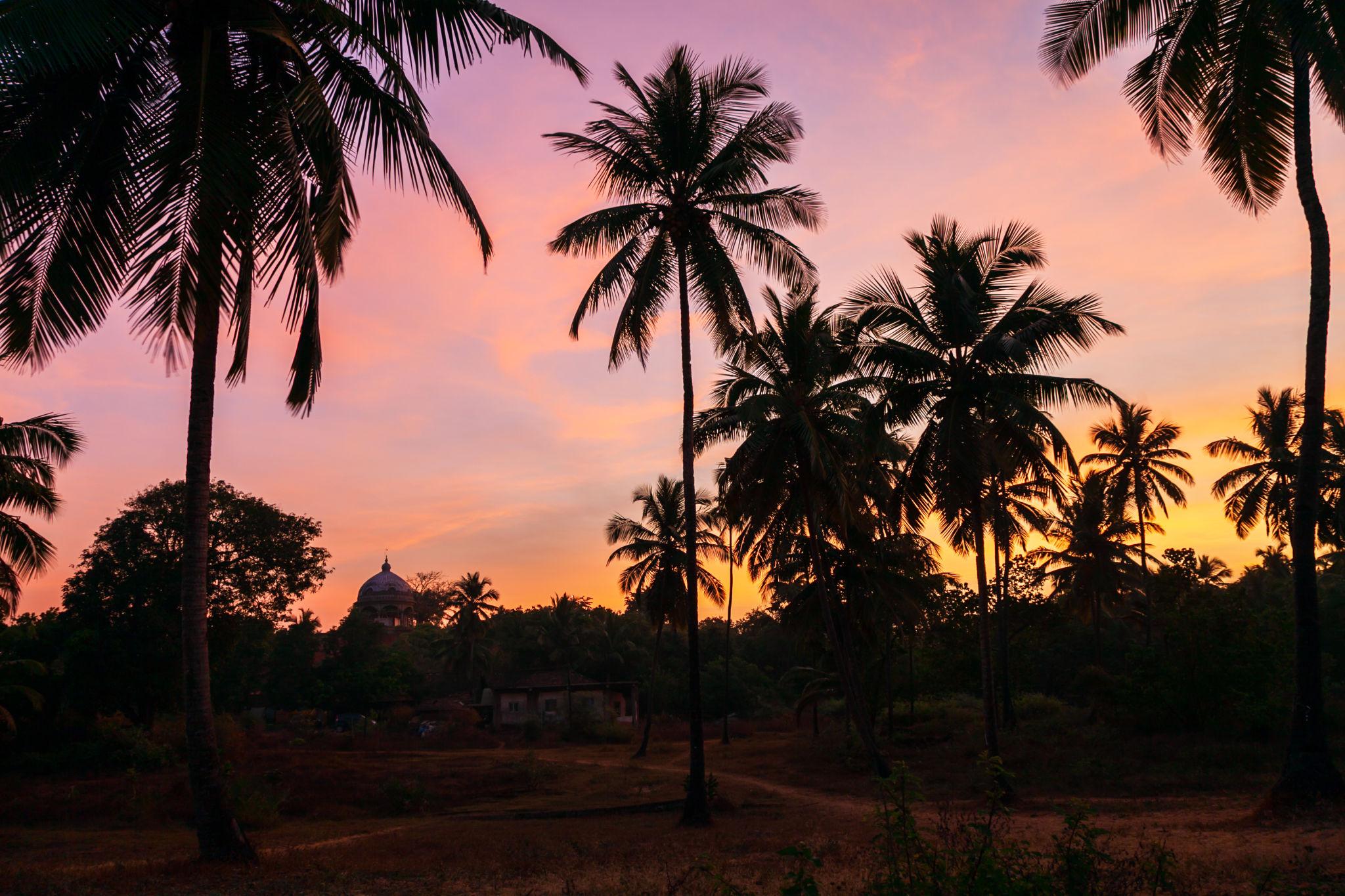 Coconut Trees Devgad Beach